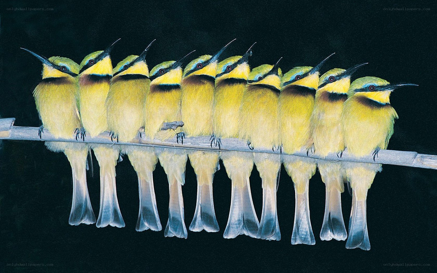Bee-eaters in a row