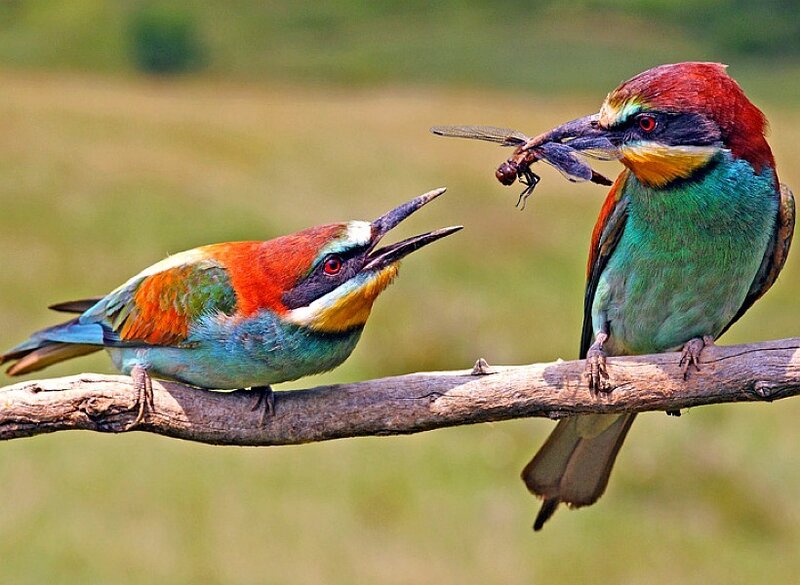 Bee-eaters sharing food