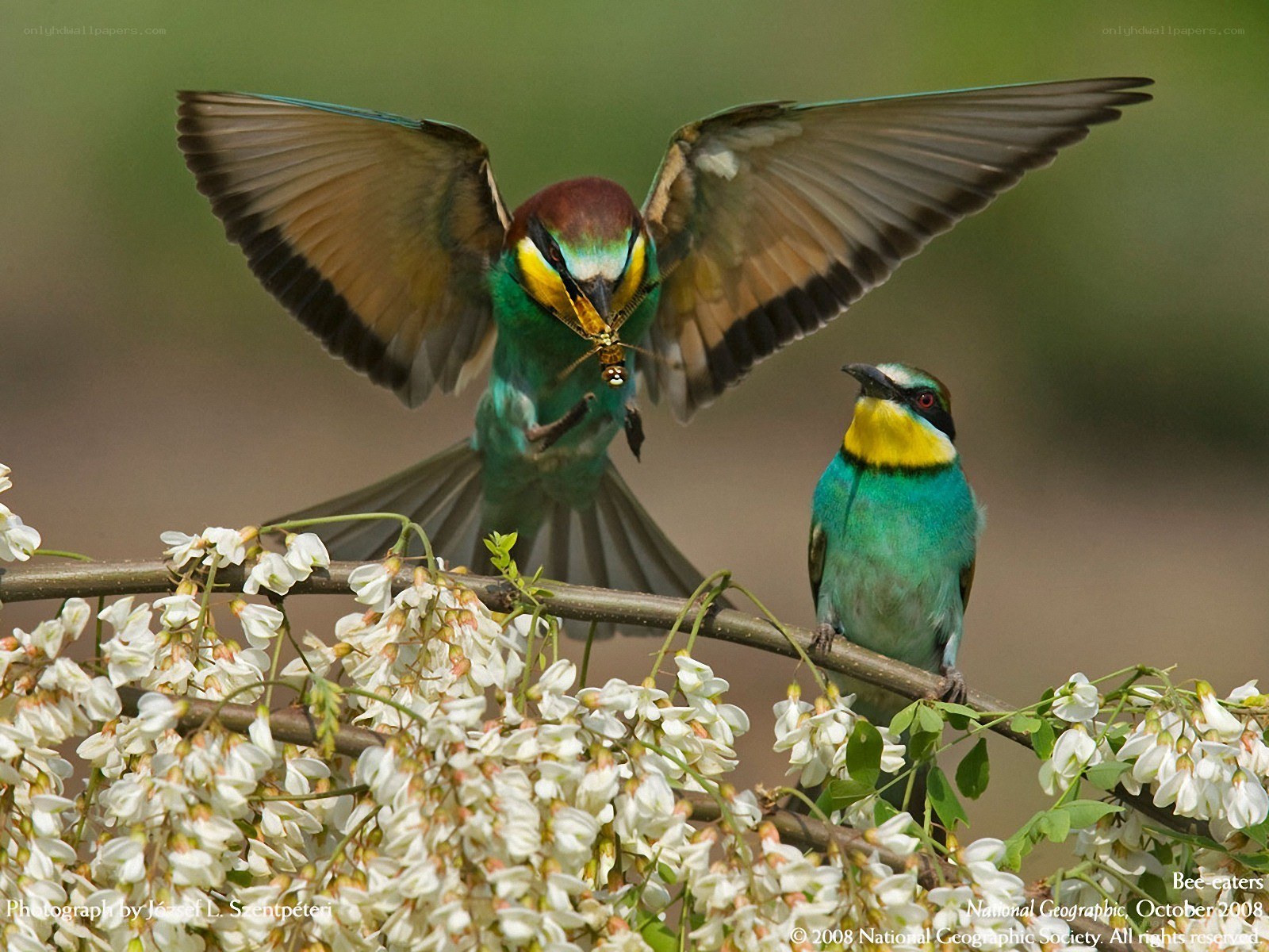 Bee-eaters with prey