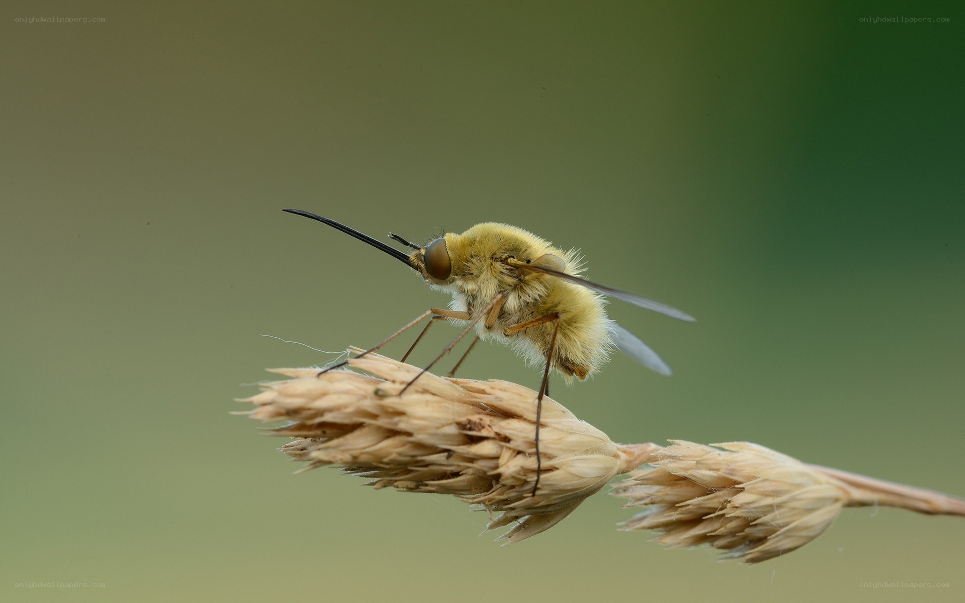 bee fly on dried grass