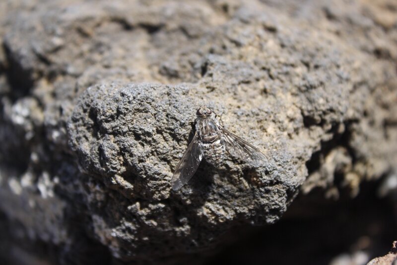 Bee Fly on Rock