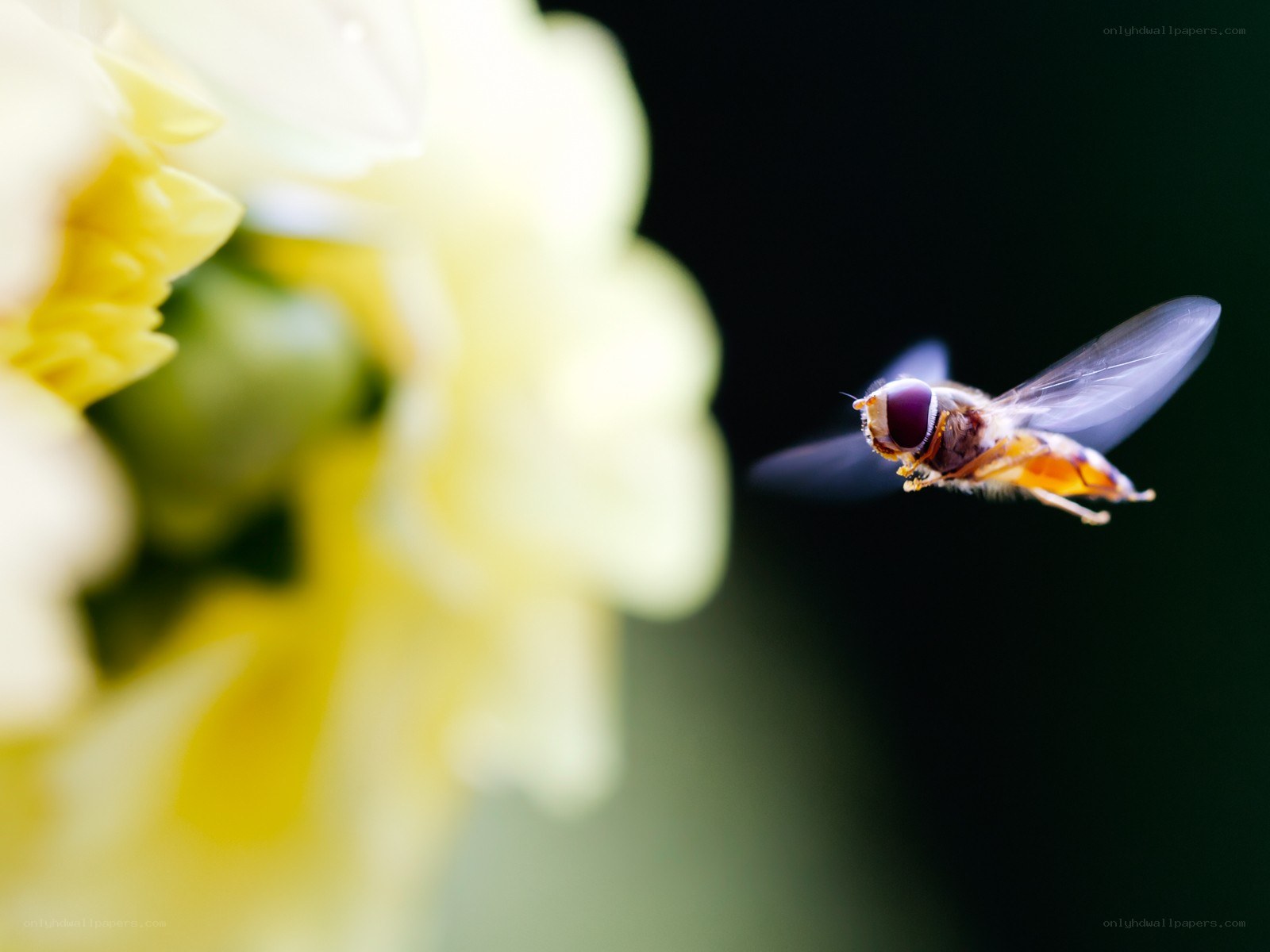 bee flying near a flower