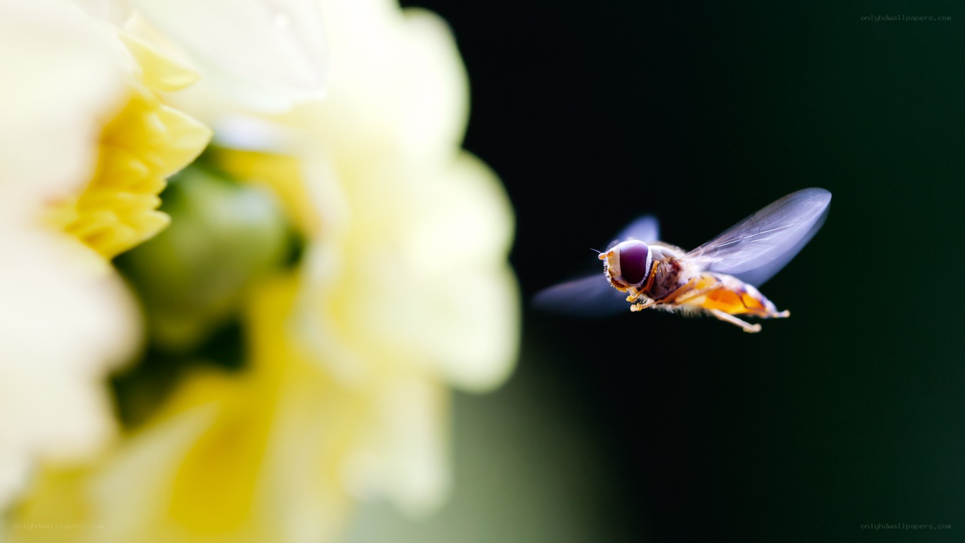 bee flying near a flower