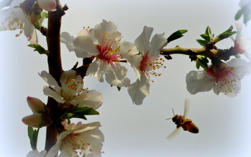 Bee Flying Near Blossoms