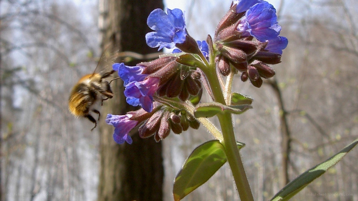 bee flying near blue flowers