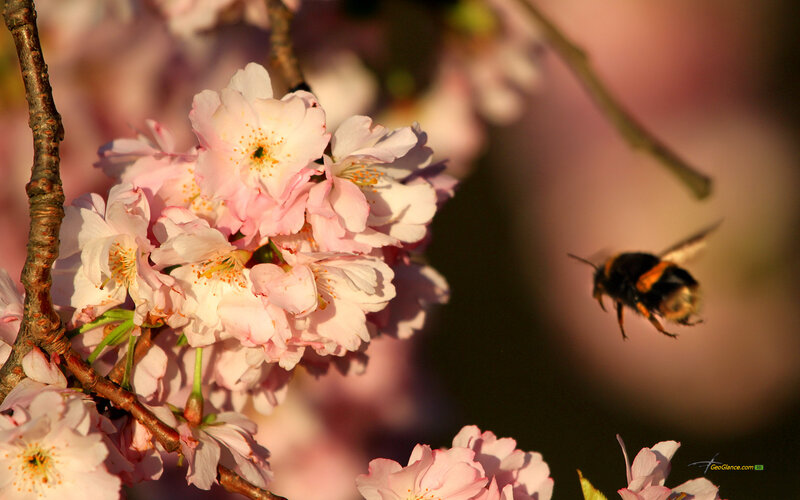 Bee Flying Near Cherry Blossoms
