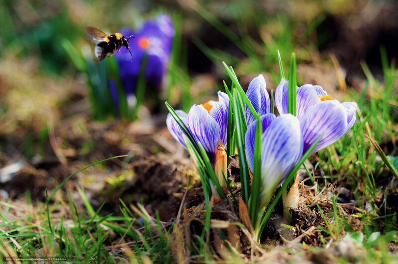 Bee Flying Near Crocuses