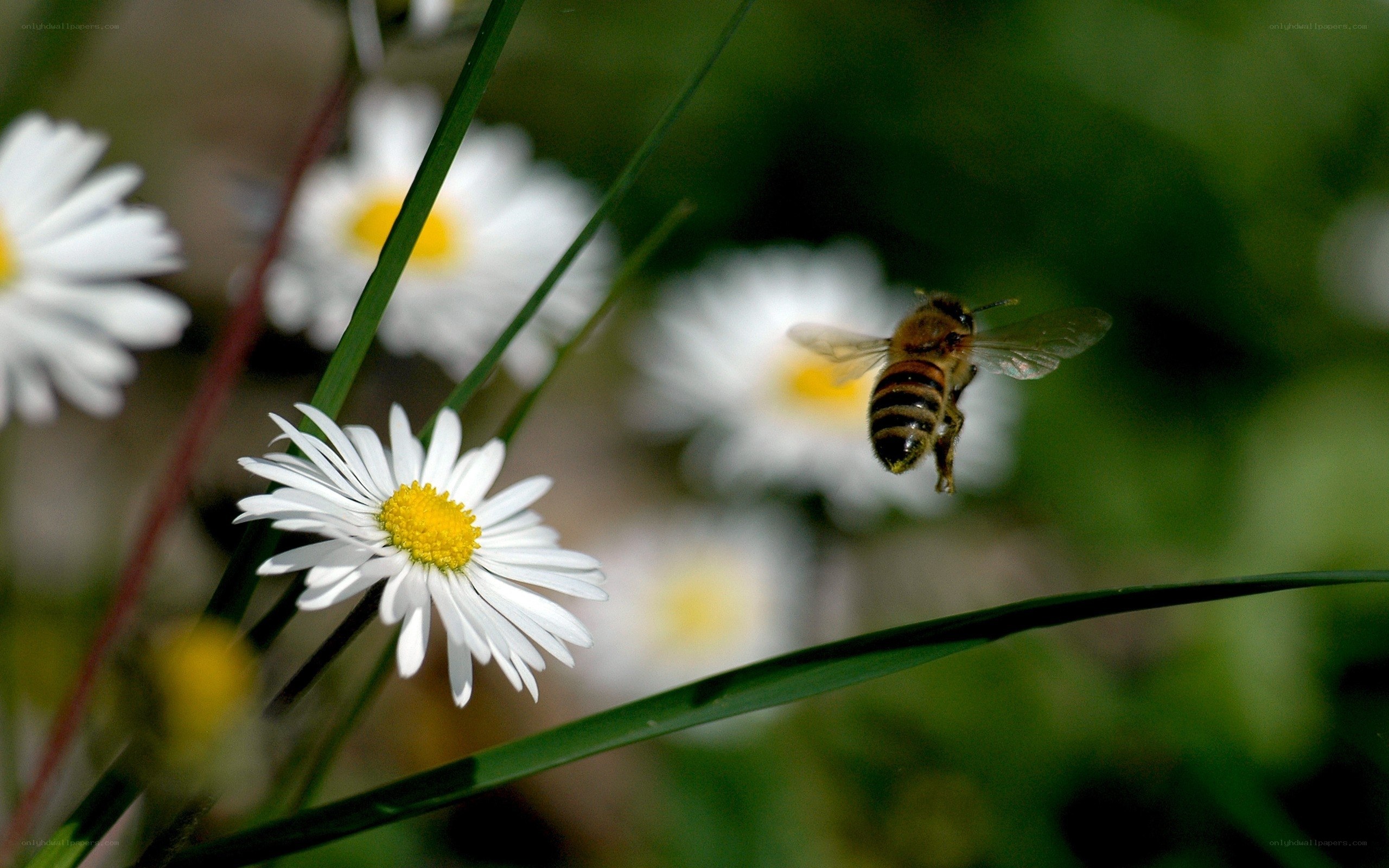 bee flying near daisy flowers