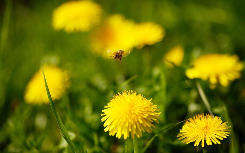 Bee Flying Near Dandelions