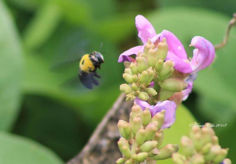Bee Flying Near Flower — Green, Natural