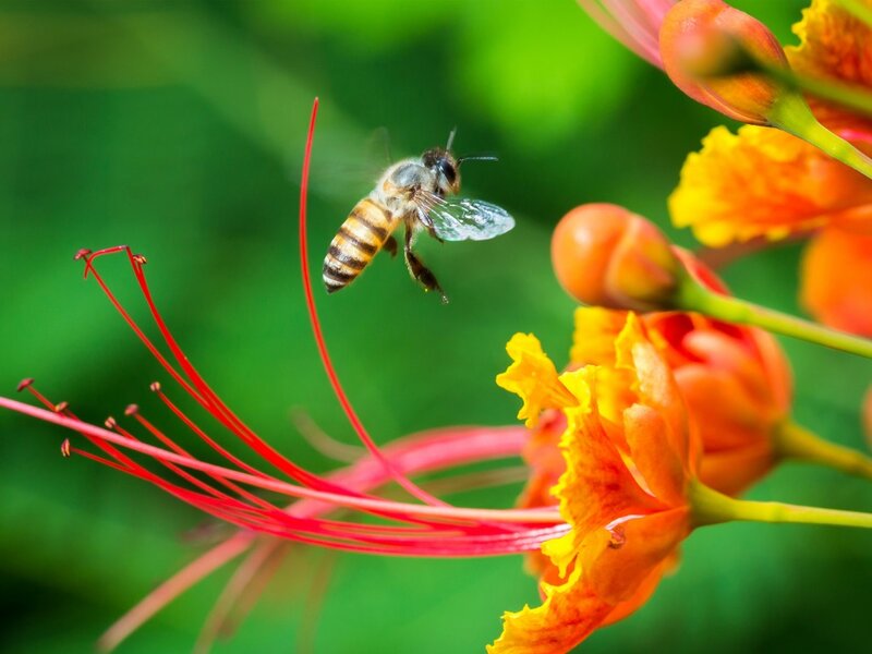 Bee Flying Near Flower — Green