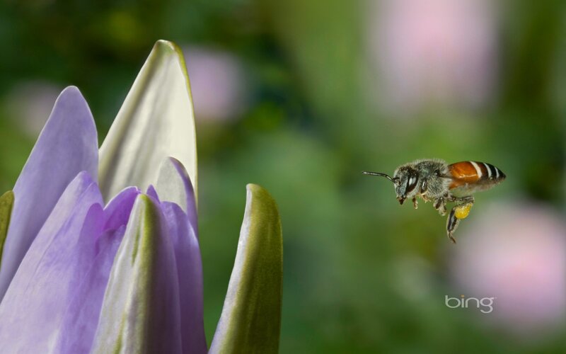 Bee Flying Near Flower — Purple