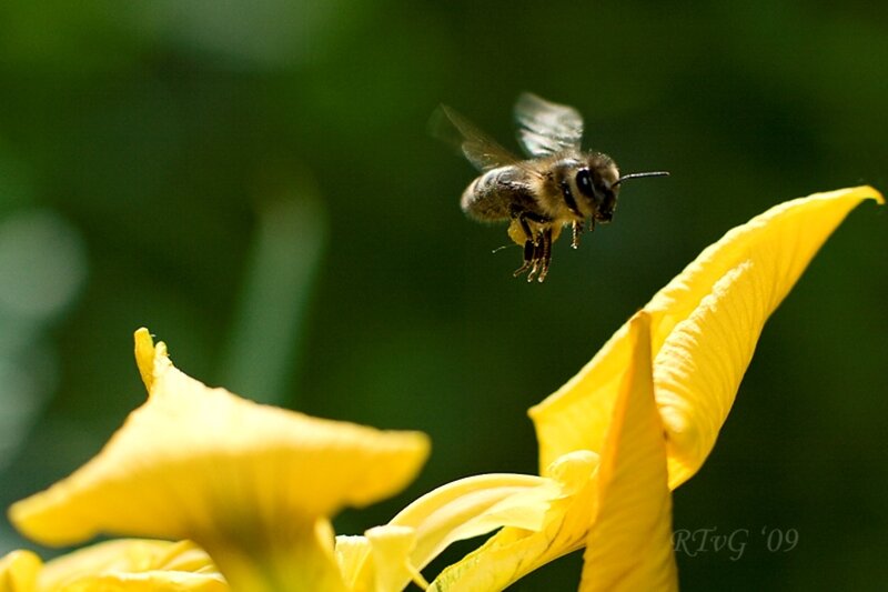 Bee Flying Near Flower