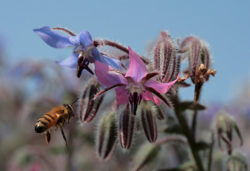 Bee Flying Near Flowers — Blue