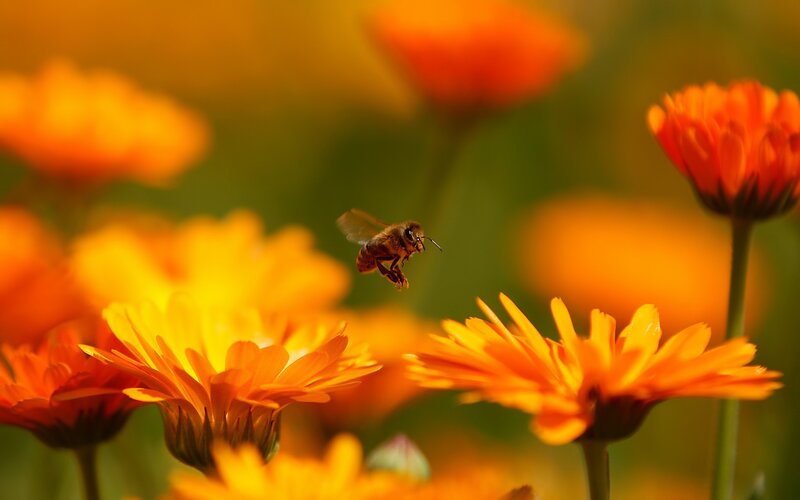 Bee Flying Near Flowers — Orange, Serene