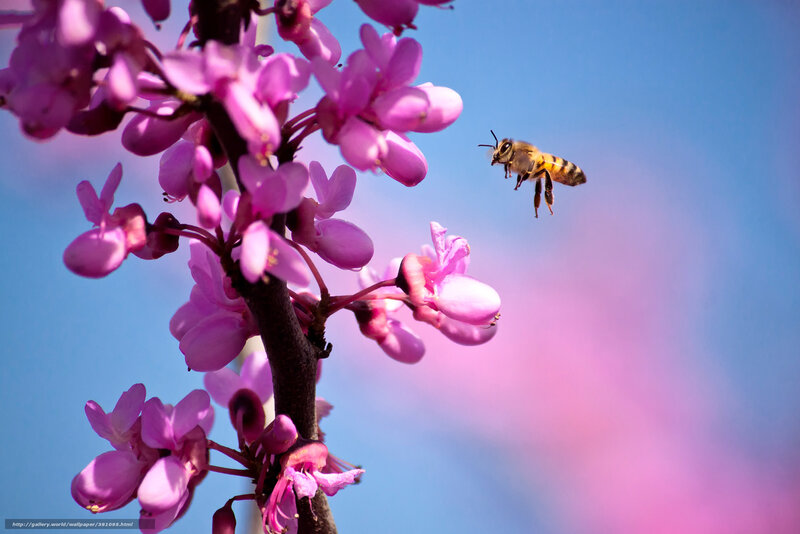 Bee Flying Near Flowers — Pink