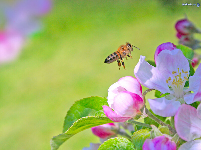 Bee Flying Near Flowers