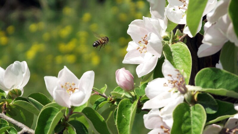 Bee Flying Near Flowers — White, Serene