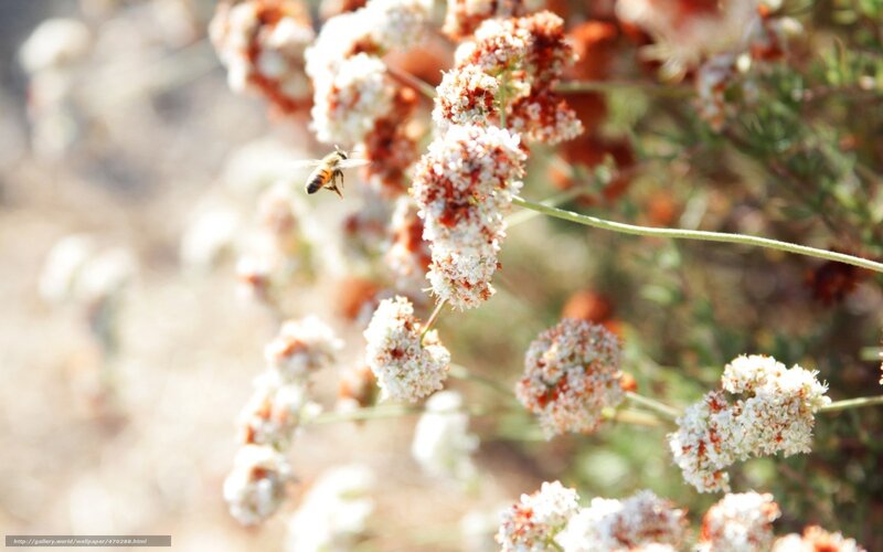 Bee Flying Near Flowers — White