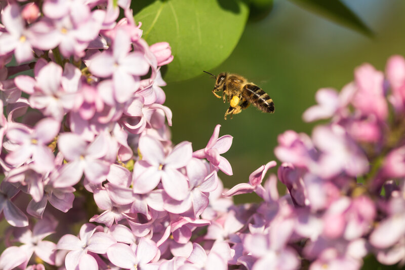 Bee Flying Near Lilac