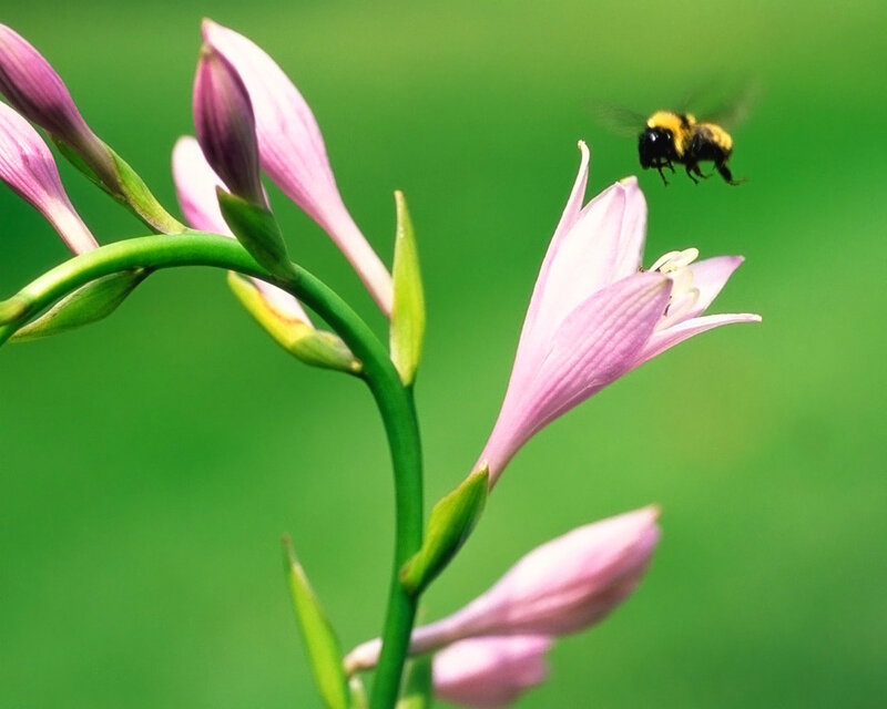 Bee Flying Near Pink Flower — Calm