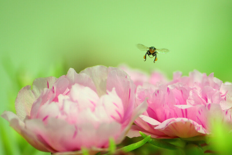 Bee Flying Near Pink Flower — Serene