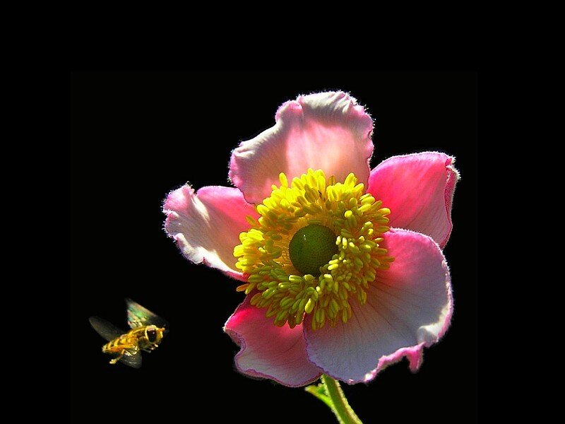 bee flying near pink flower