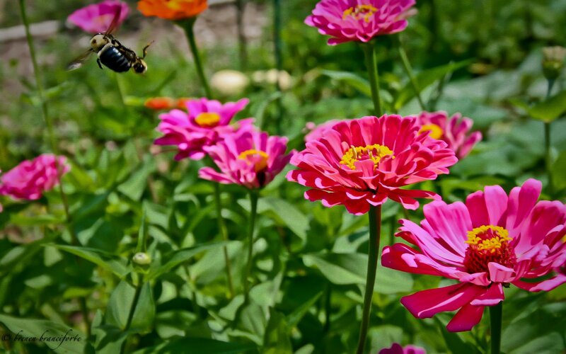 bee flying near pink flowers