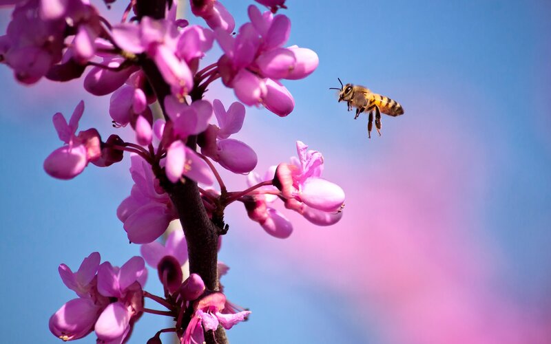 Bee Flying Near Pink Flowers — Serene, Spring, Photograph, Flower