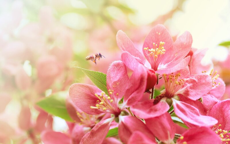 Bee Flying Near Pink Flowers — Serene, Spring, Photograph, Leaf, Green