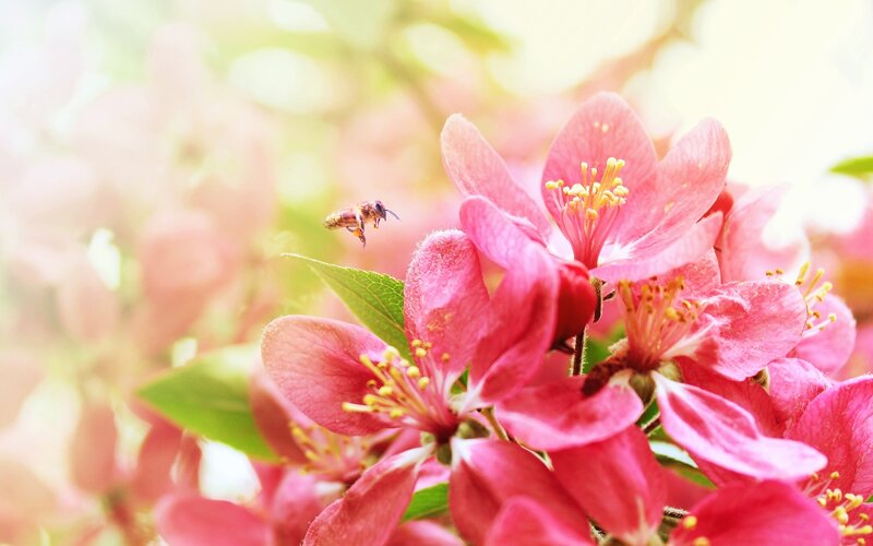 Bee Flying Near Pink Flowers — Serene, Spring, Photograph, Leaf