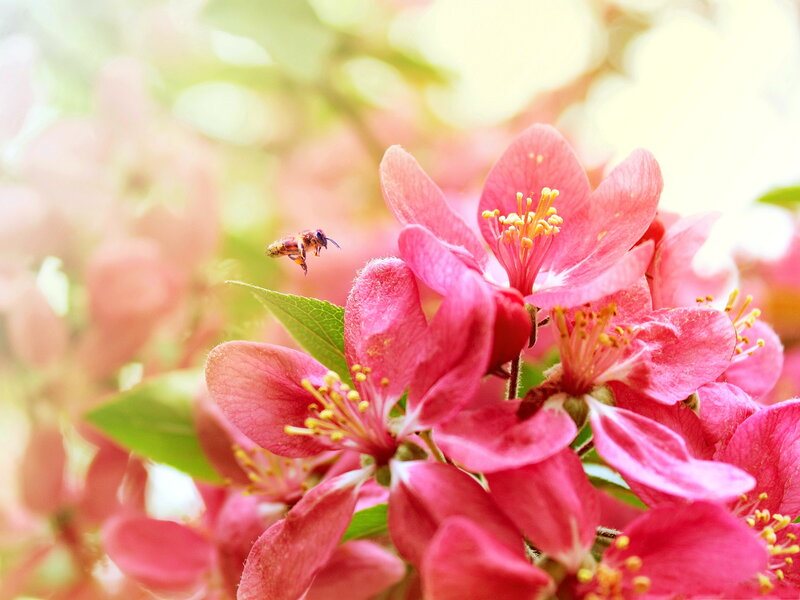 Bee Flying Near Pink Flowers — Serene, Spring