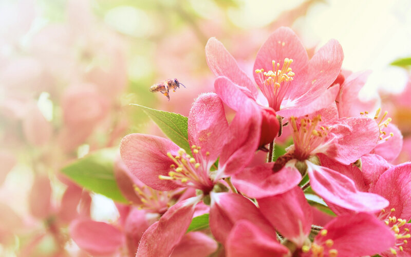 Bee Flying Near Pink Flowers — Serene