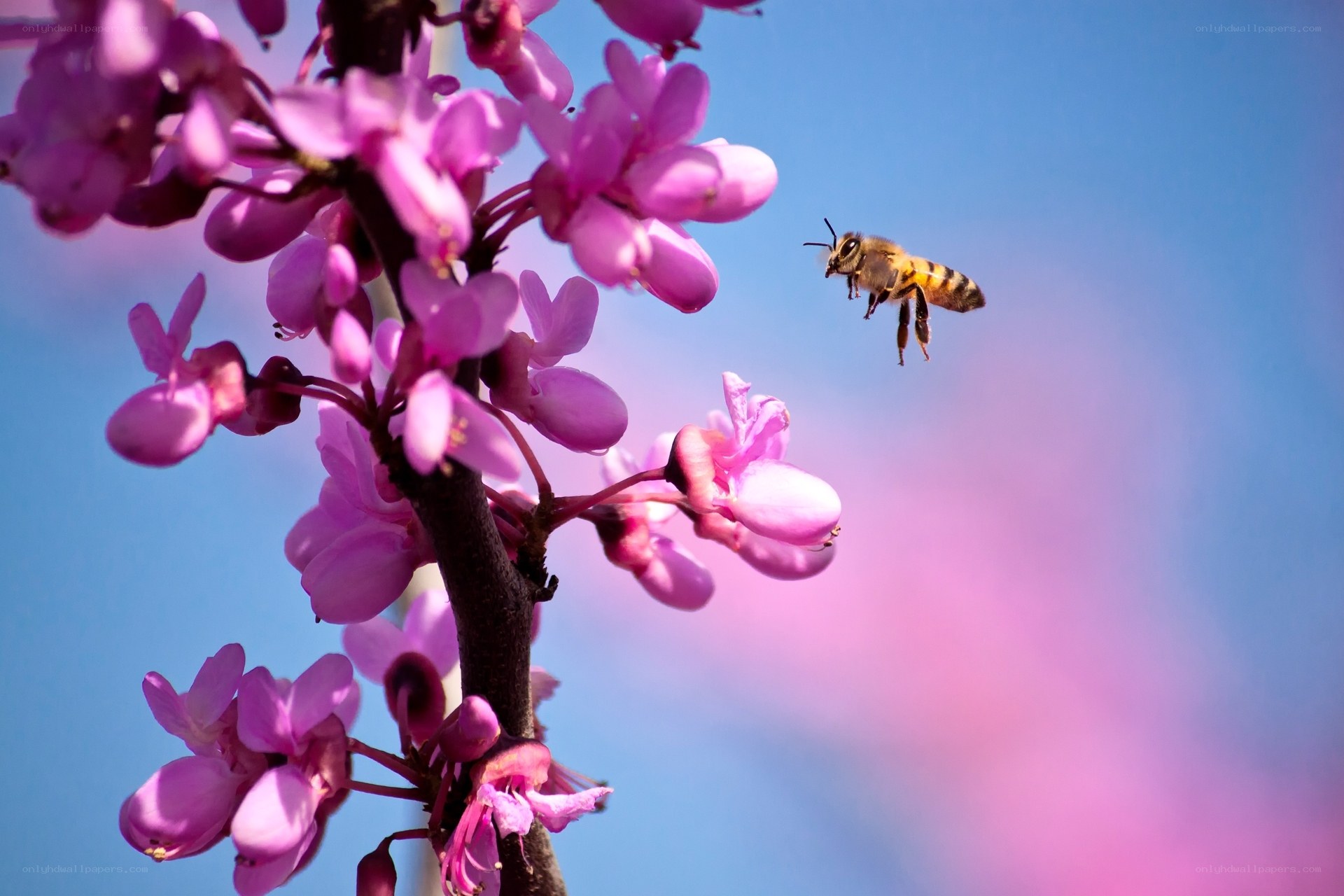 Bee flying near pink flowers