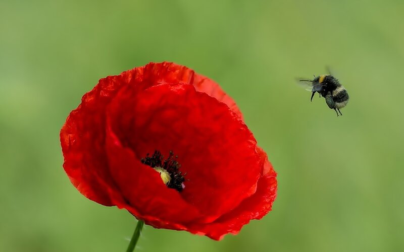 Bee Flying Near Poppy — Red, Calm