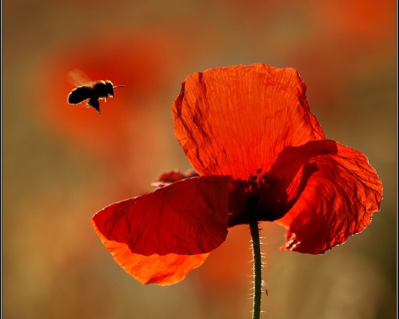 Bee Flying Near Poppy — Red