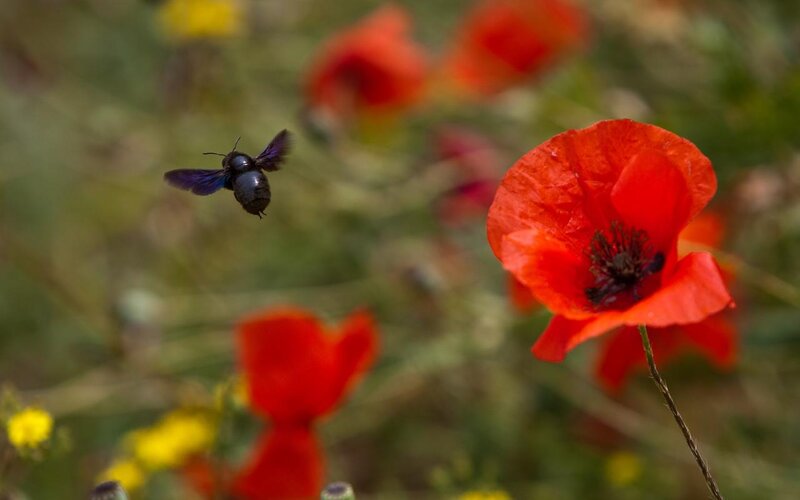 Bee Flying Near Poppy