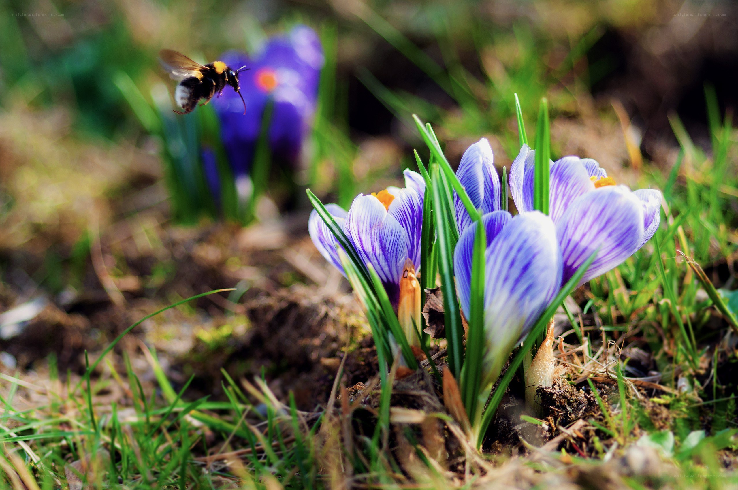 Bee flying near purple crocuses