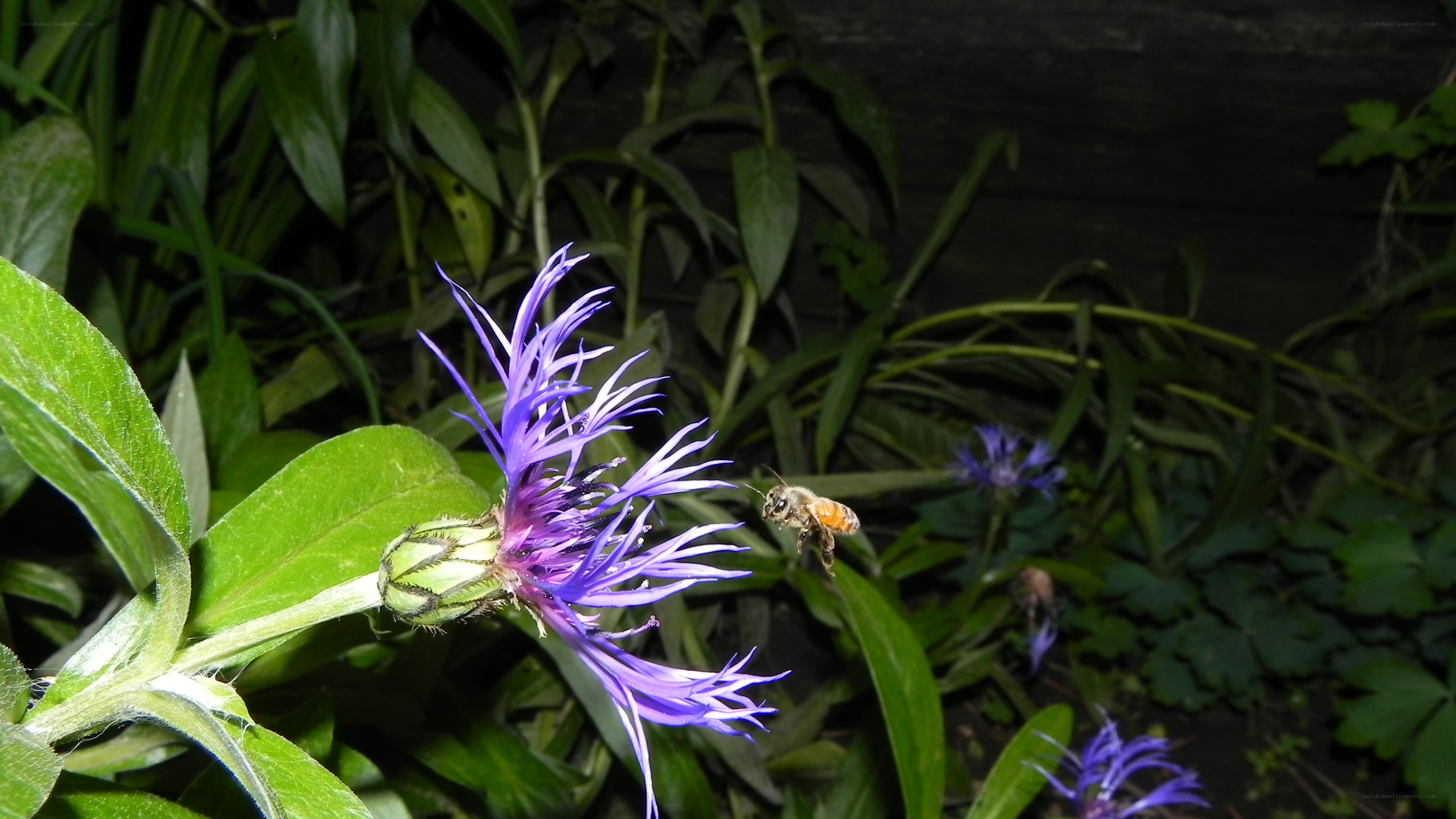 bee flying near purple flower