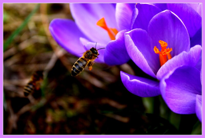 Bee Flying Near Purple Flower — Natural