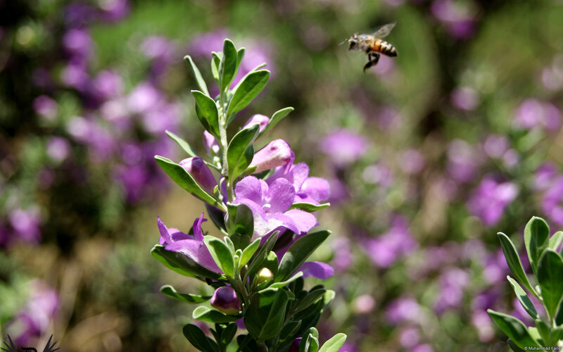 Bee Flying Near Purple Flowers — Calm
