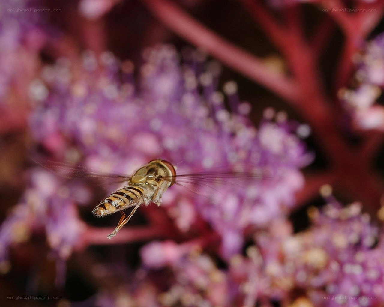 bee flying near purple flowers