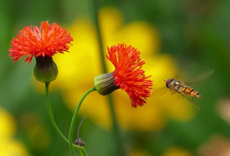 Bee Flying Near Red Flowers