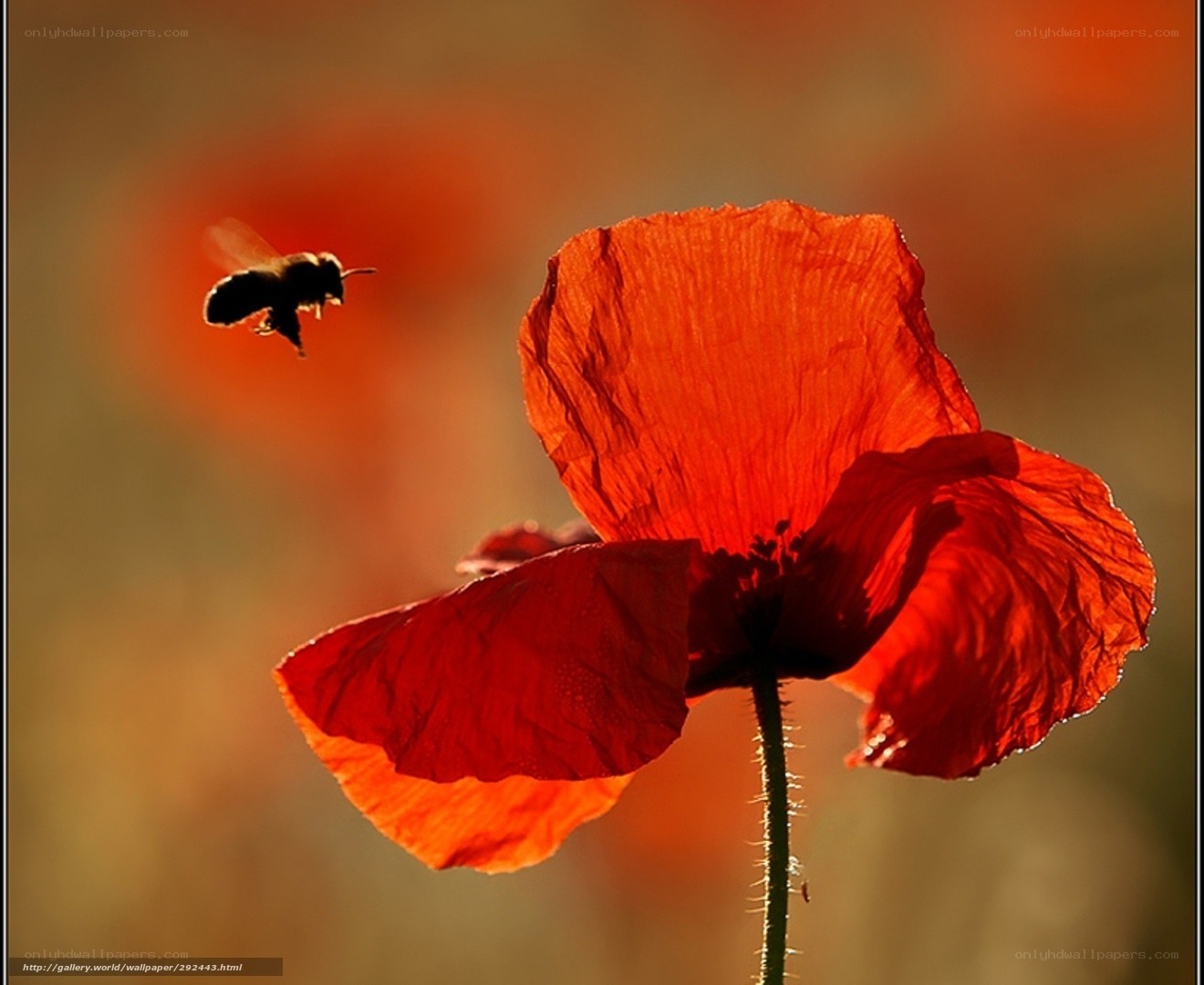 Bee flying near red poppy
