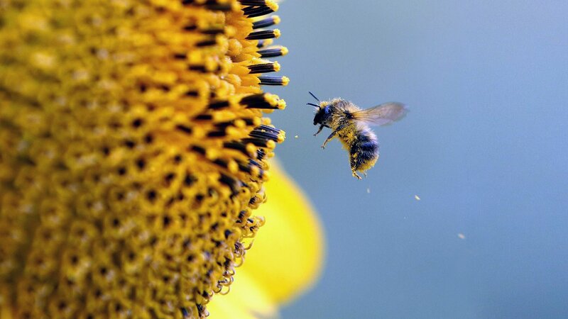 bee flying near sunflower