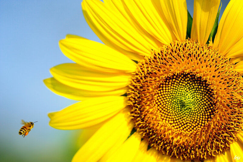 Bee Flying Near Sunflower — Yellow