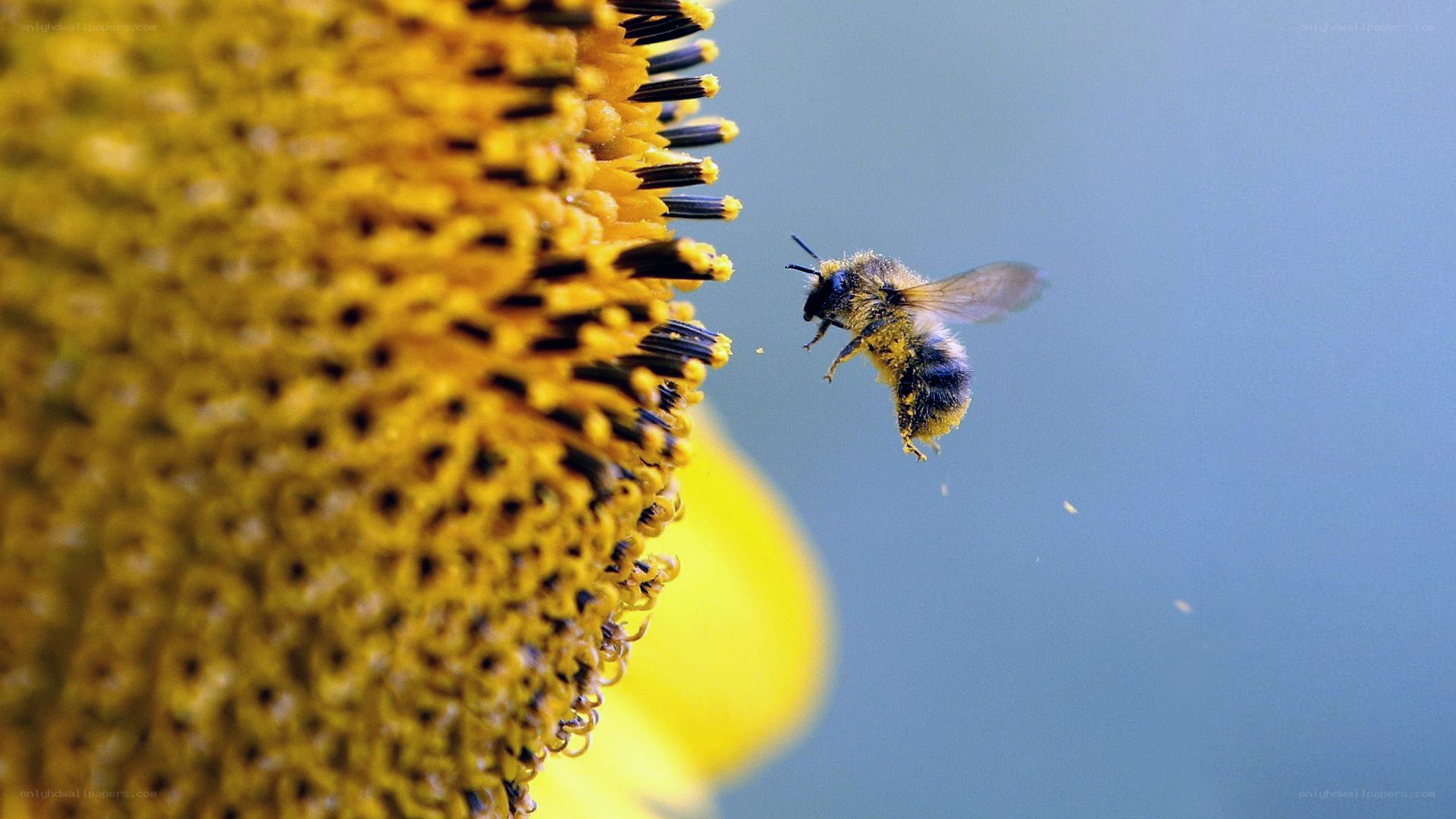 bee flying near sunflower