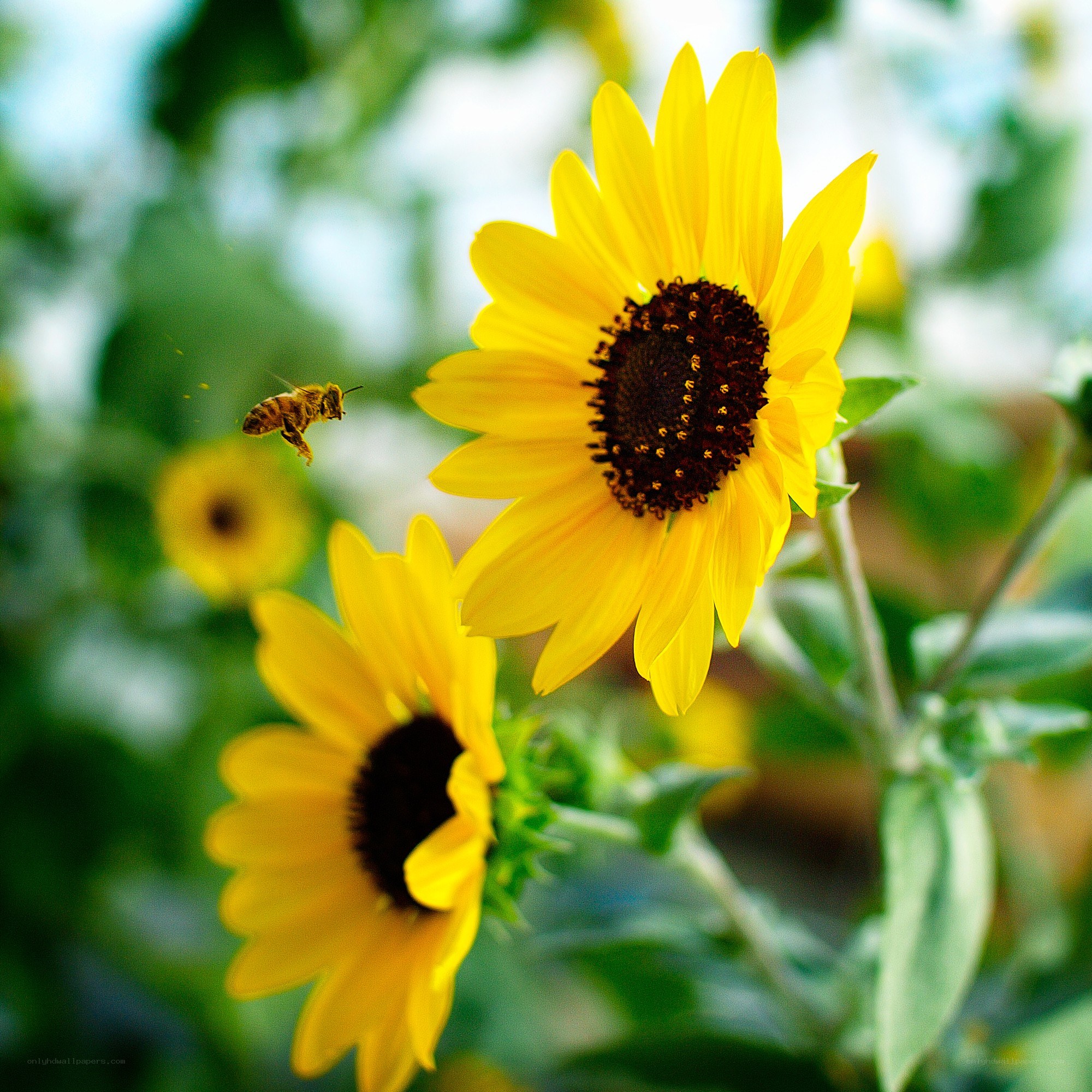 Bee flying near sunflowers