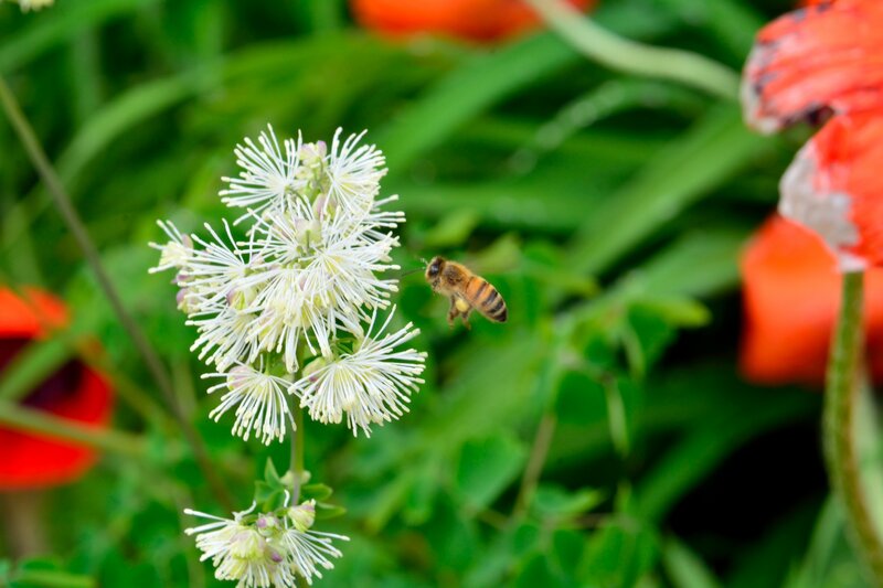 Bee Flying Near White Flower — Green