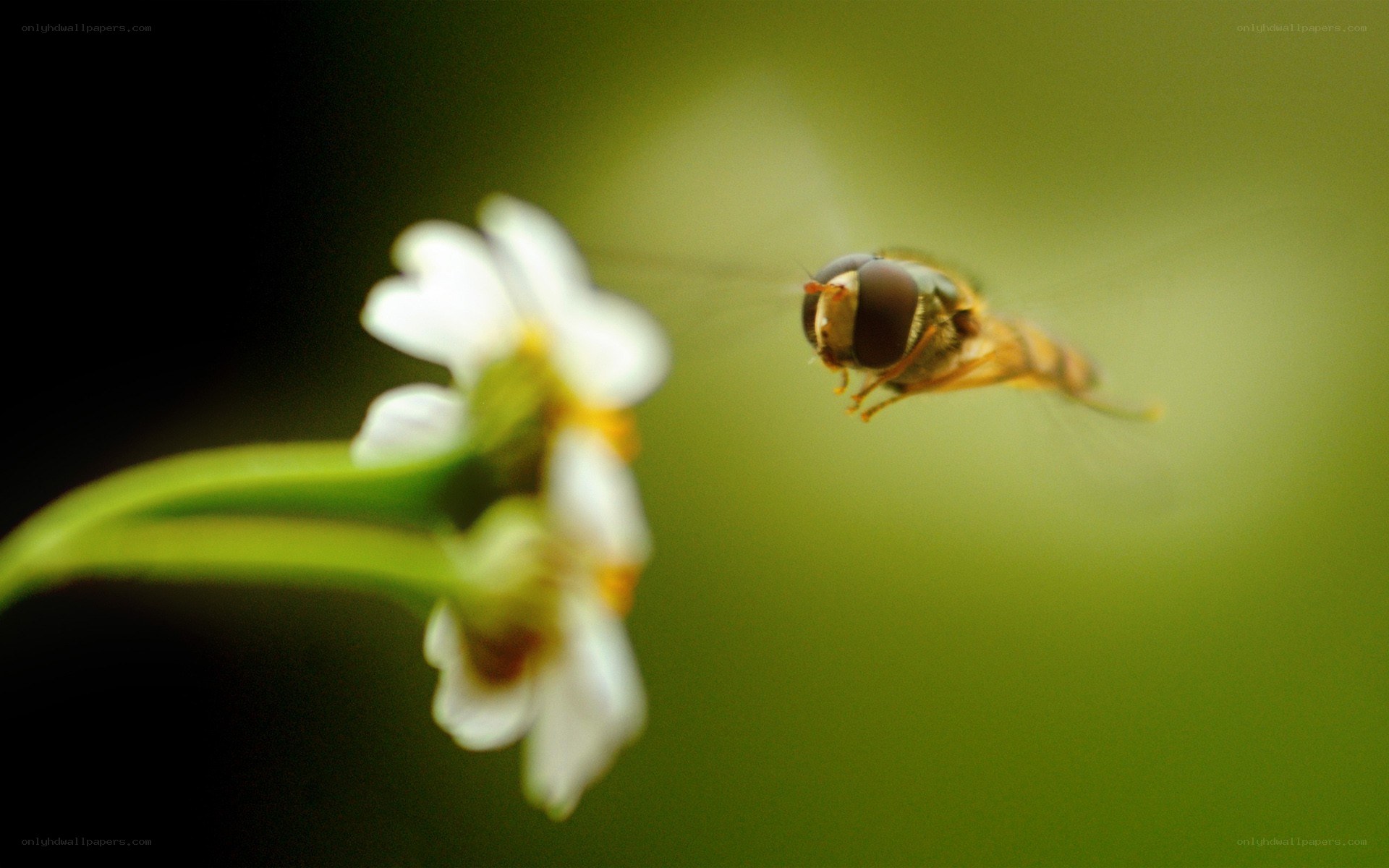 bee flying near white flower
